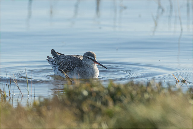 The Spotted Redshank in 2022
