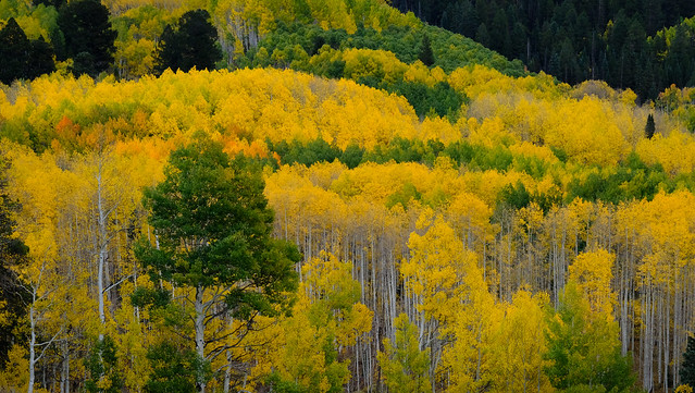 Golden Aspens of the Colorado Fall (Explored)