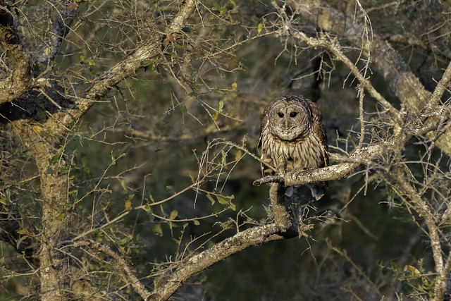 Barred Owl perched, at sunset