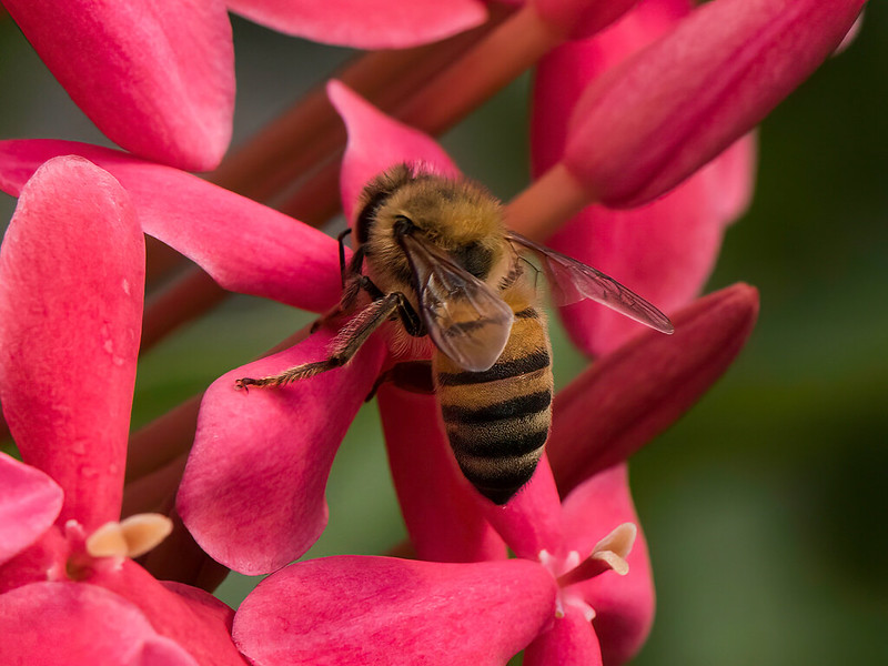 European Honey Bee (Apis mellifera)-820_0711