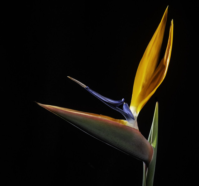 Colorful Bird Of Paradise Flower With Back Lighting