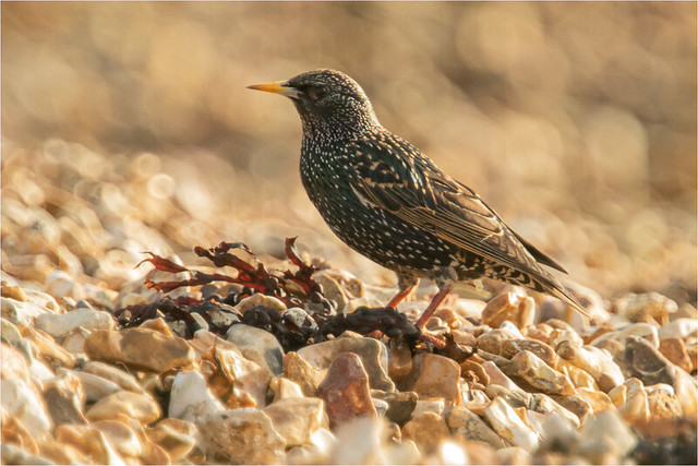 Starling seen in Southsea
