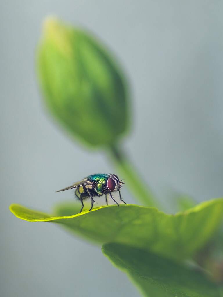 Garden Fly