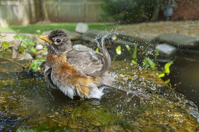Birds in my pond - Sony A1