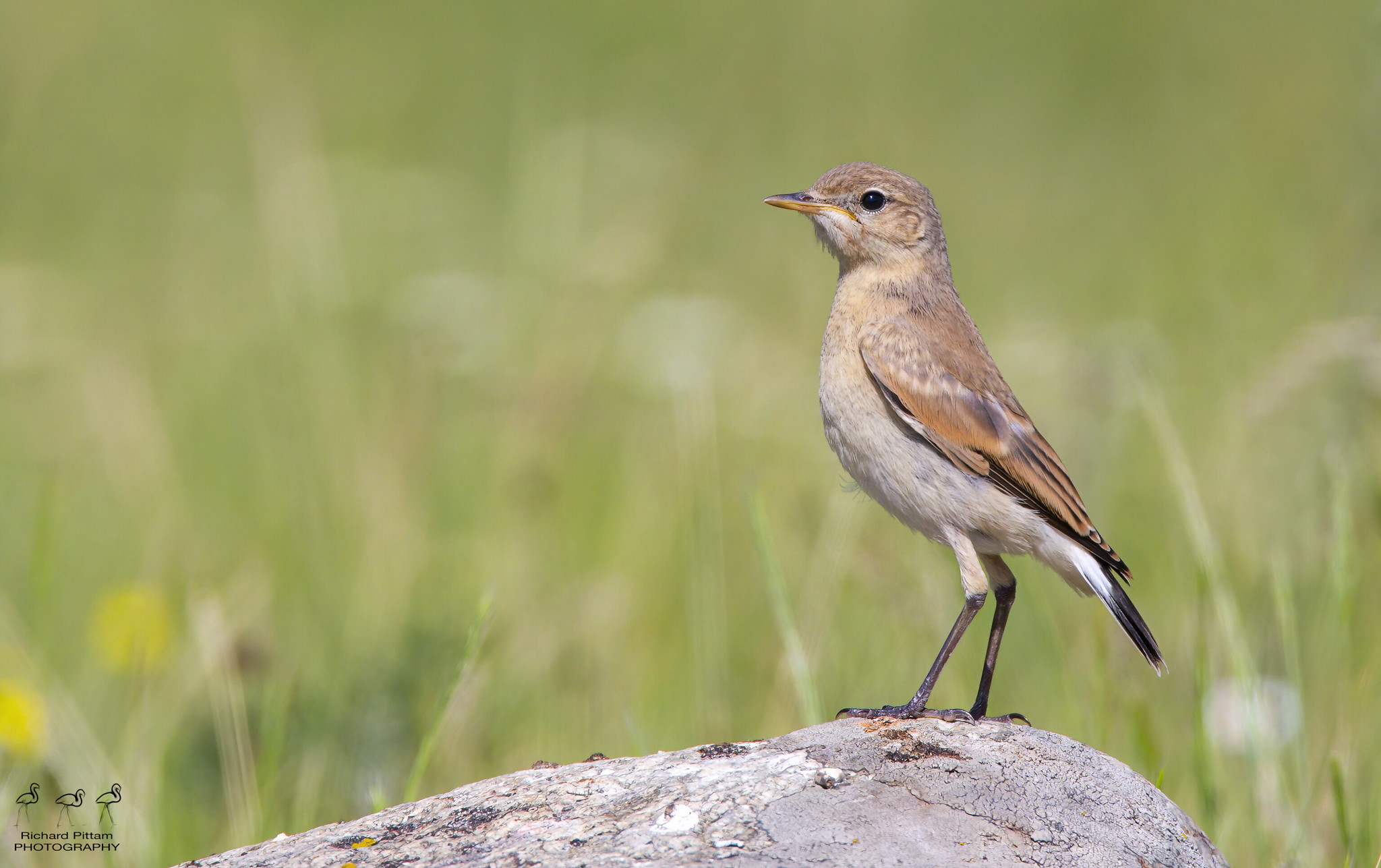 Isabelline Wheatear [re-processed]