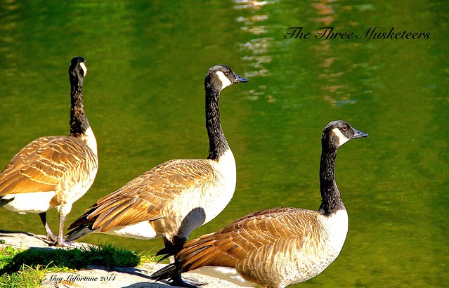 THE THREE MUSKETEERS NEAR the POND in LAVAL CITY (Quebec ) CANADA