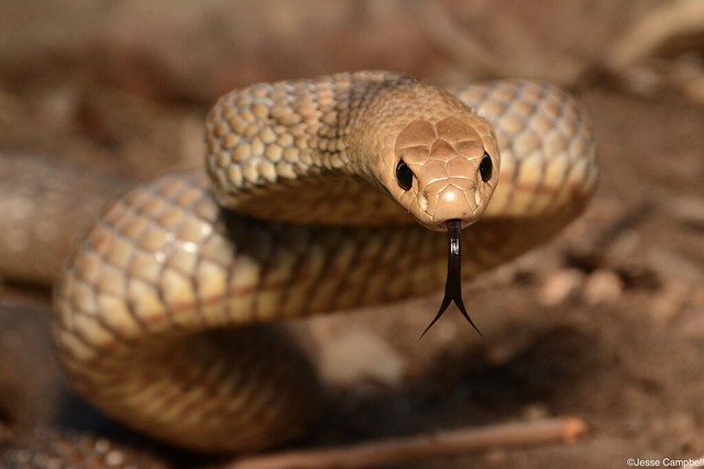 Eastern Brown Snake (Pseudonaja textilis). Sydney, NSW