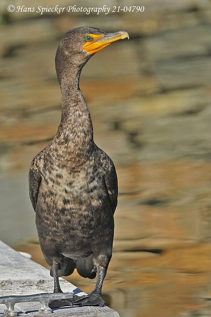 Double-crested Cormorant 21-04790