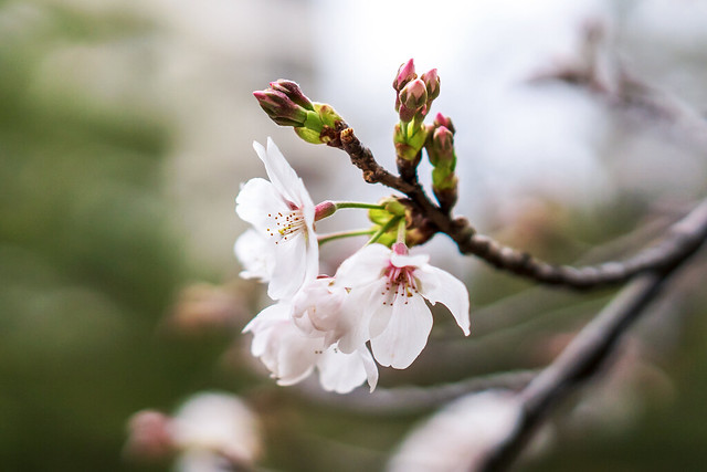 Cherry Blossoms : 桜花