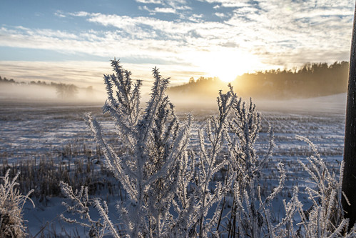 frost frozen marumskogen sandefjord sunset sunlight sun sunny field winter cold norway