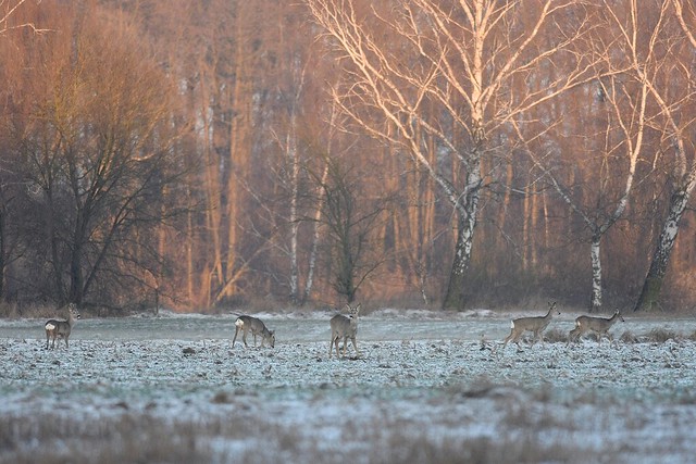 Winter landscape with roe deer / Zimowy krajobraz z sarnami