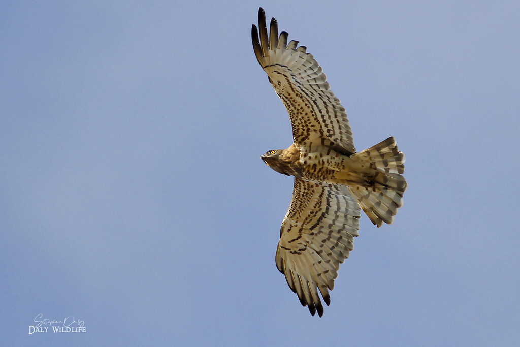 Short-toed Eagle in flight