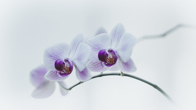 Orchid meets vintage lens