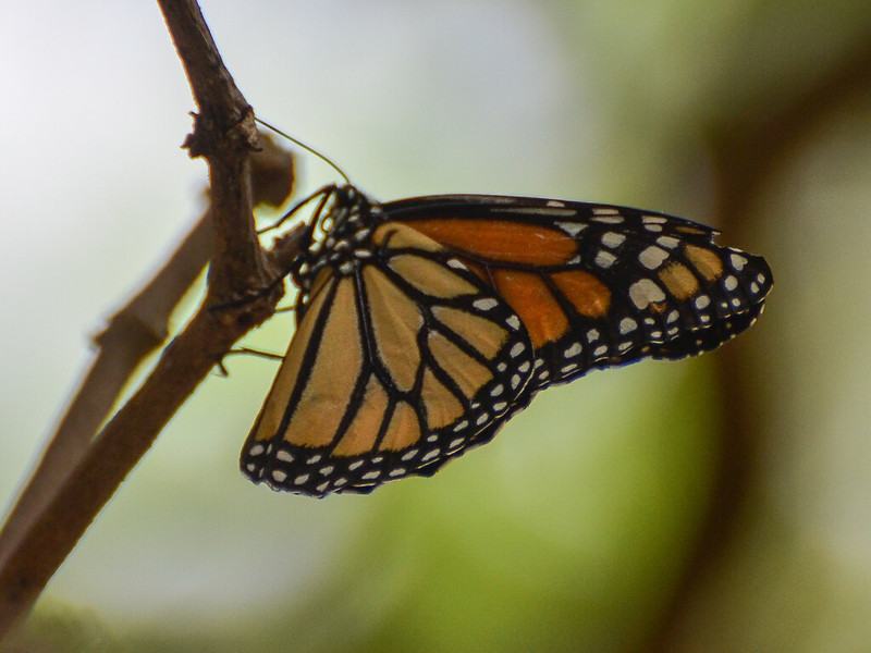 Monarch (Danaus plexippus)-DSC_1719
