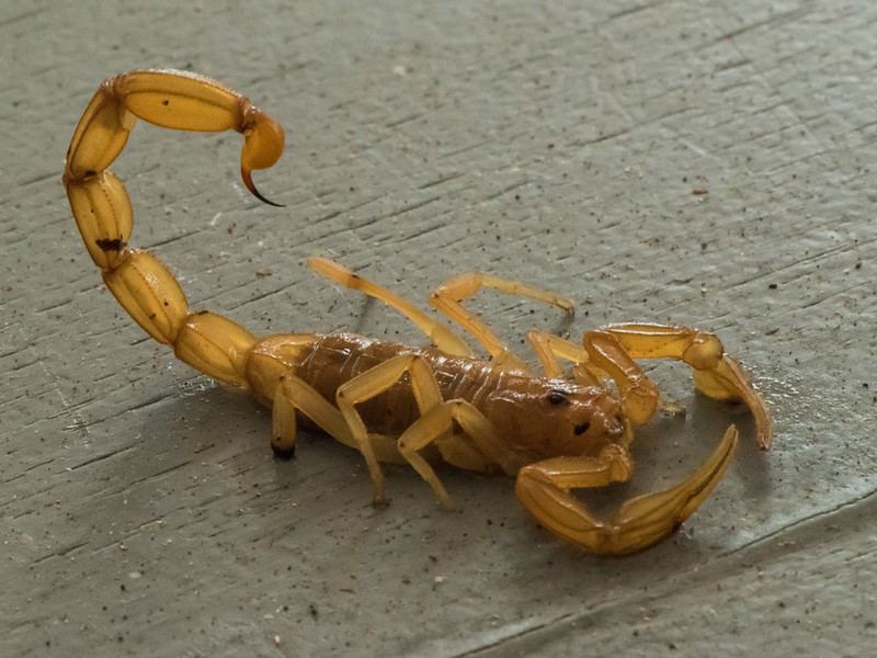 Gele scorpioen (Centruroides Hasethi)-820_1521