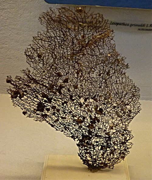 Antipathes reticulata (10-9-21 Naturistorisches Museum Wien, leg in Indias Occidentales)