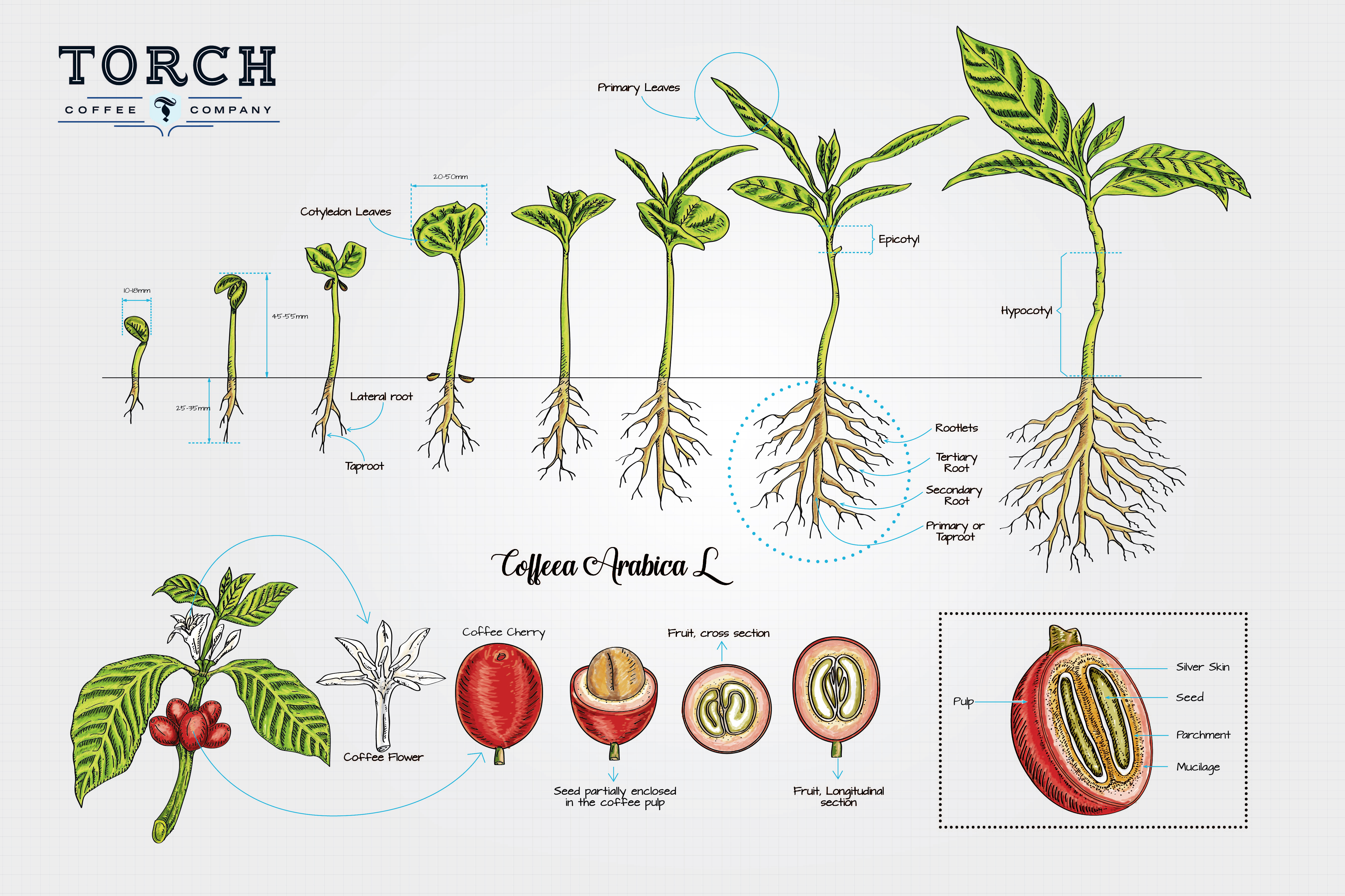 Canh tác 03: Đặc điểm thực vật học của cây cà phê