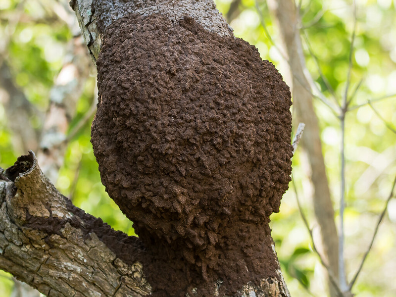 termietennest-820_1737