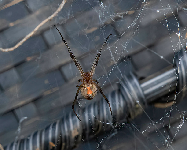 Brown Widow Spider (Latrodectus geometricus)-Female-850_6261-bewerkt-2