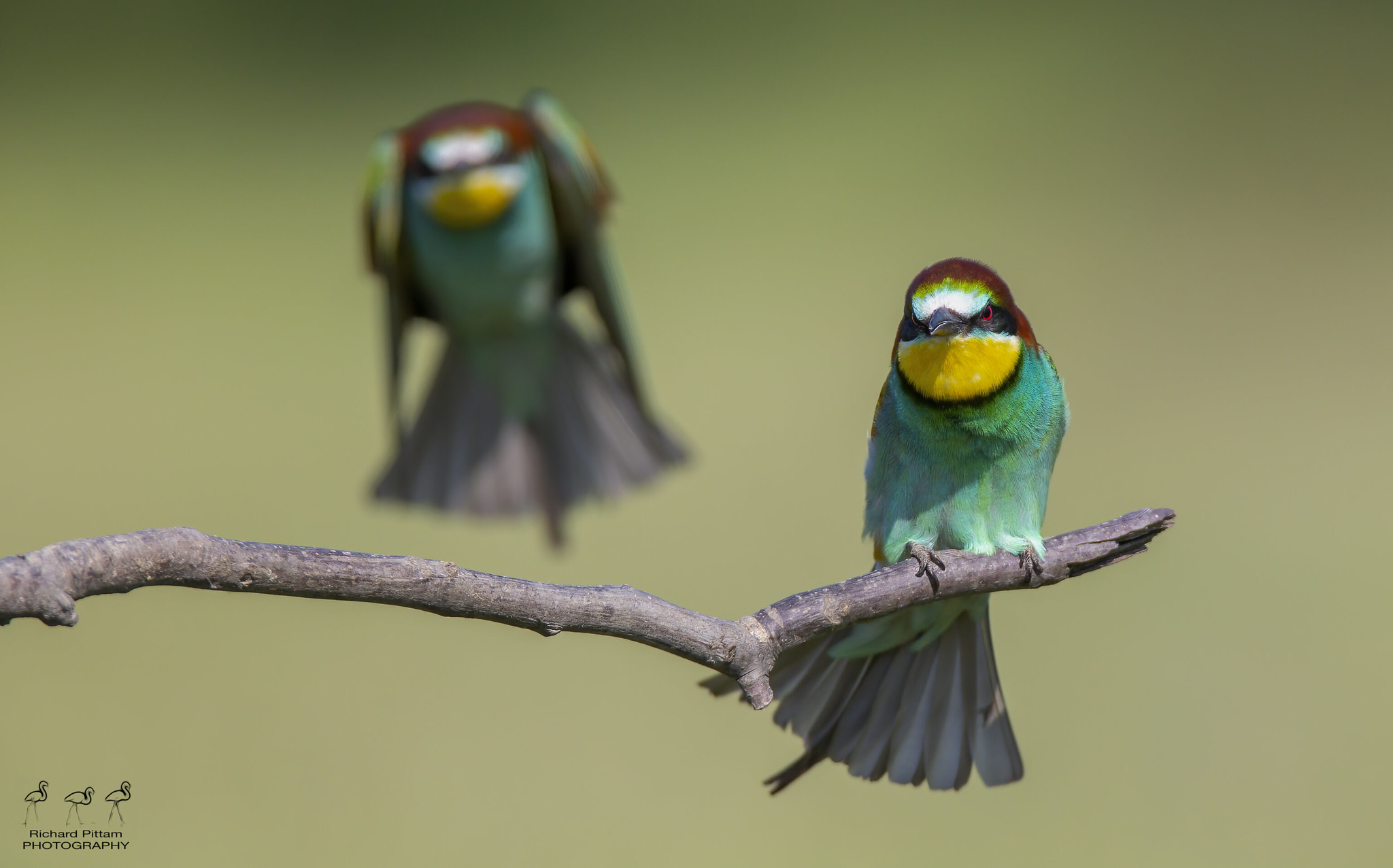 Bee-eater - he’s behind you!  [re-processed]