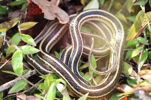 Eastern Ribbon Snake (Thamnophis saurita)