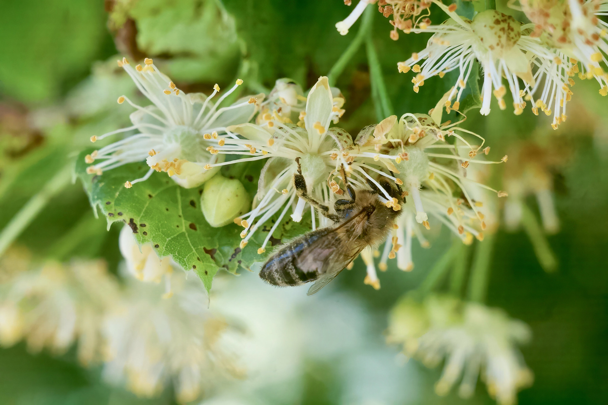 Pollination, Apple tree – Rechtmehring, Upper Bavaria, Germany