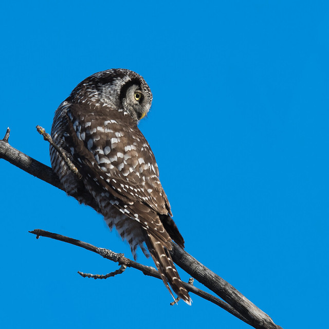 Northern Hawk Owl / Lechuza Gavilana / Épervière boréale / Surnia ulula