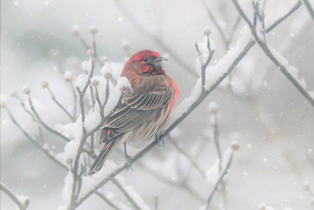House Finch eating snow