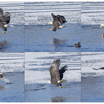Bald Eagle, Fishing Colvill Park, Redwing Minnesota