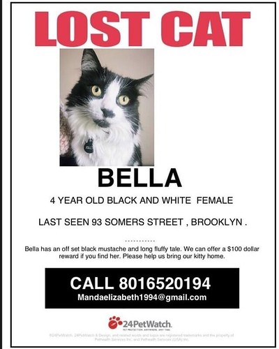 Lost cat: Somers & Mother Gaston. Bella is lost, contact 801-652-0194 or email mandaelizabeth@gmail if you see her. $100 reward. #lostcatbk | by Jimmy Legs