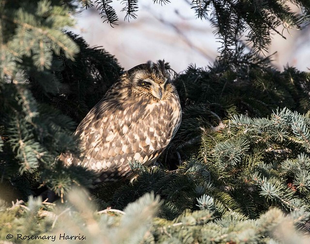 Short-eared Owl - Explored.