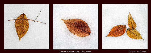 Leaves In Snow Triptych