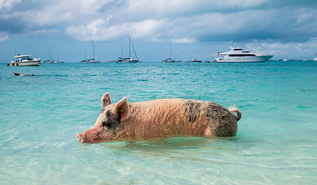 Bahamian swimming pigs.