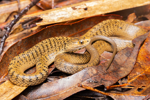 Rough-scaled Snake - Tropidechis carinatus