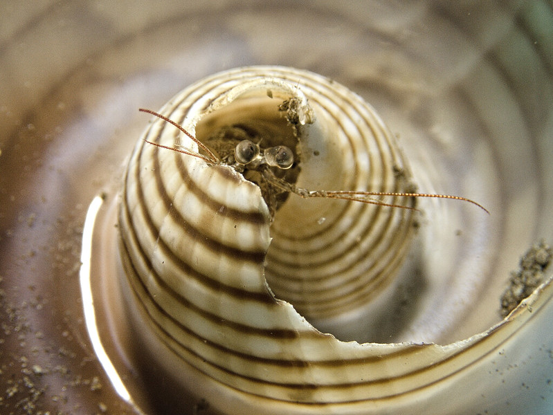 Mantis in a Swirl