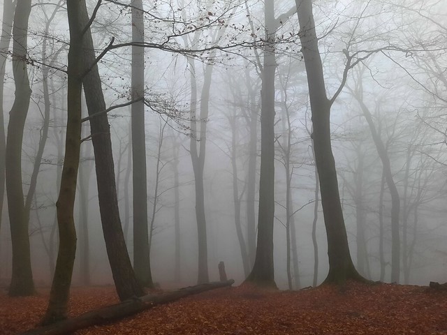 The foggy forest