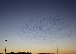 The start of a starling murmuration