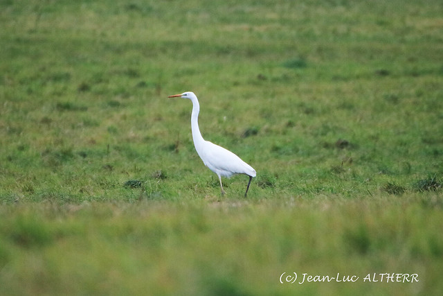 White Egret. Near Vulbens (74). January 8. 2022