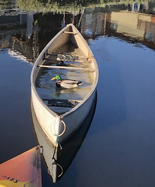 A duck swimming in a canoe