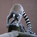 Lemur Moments Nr1