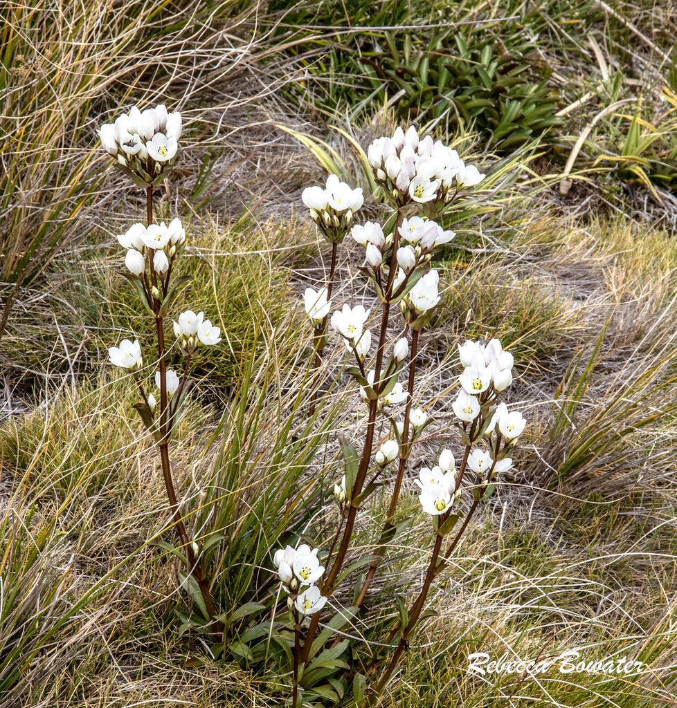 Gentianella corymbifera  NZ Gentian
