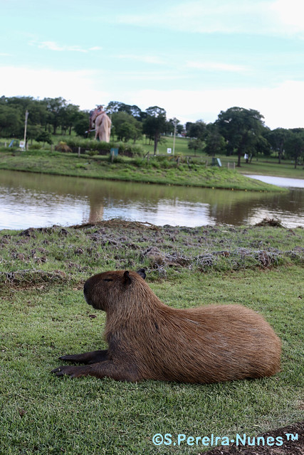 Capivara solta no Parque, Capybara ( Hydrochoenus hydrochaeris) walking in the park in Campo Grande, MS, Brazil