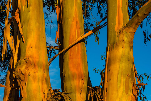 Tasmanian Blue Gum Eucalyptus in Sunset Light