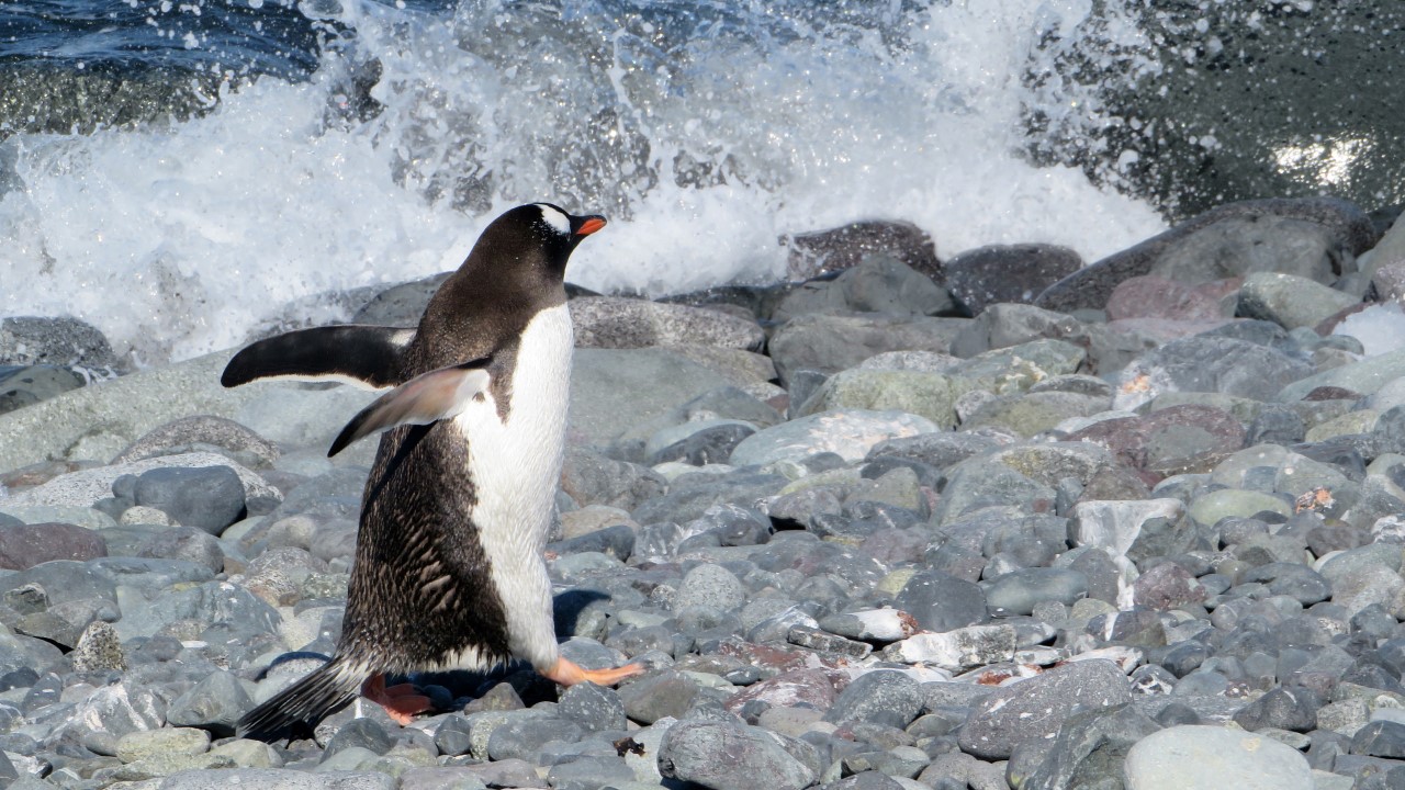 A gentoo penguin stood on some rocks in front of a wave.