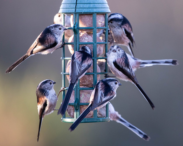 LONG TAILED TITS