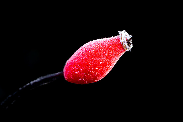 Rose hip covered with hoarfrost - 8126
