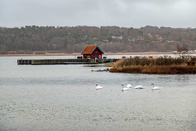 Swans by Stenungsön