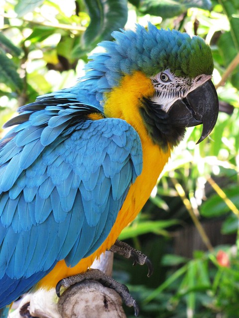 Blue and Yellow Macaw -an Intelligent Parrot