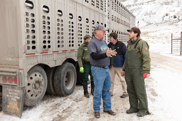 Robbie Magnan, director of the Fort Peck Fish and Wildlife Department, and Chris Geremia, senior bison biologist, prepare to transfer bison to Fort Peck