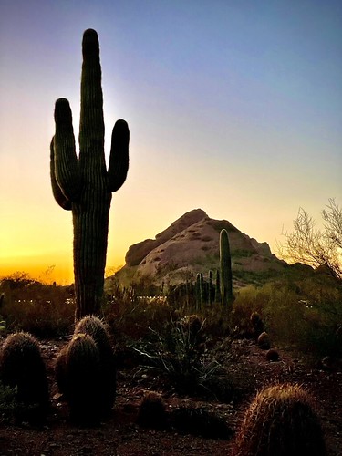 Stand for something by kimbar/Thanks for 6.7 million views!, desert botanical garden phoenix arizona sonoran sunset cactus
